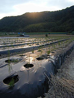 アスパラの畑に日が沈むみます。